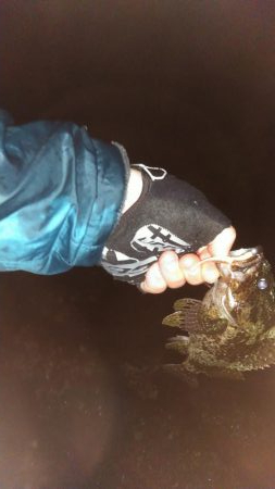 小雨カサゴリング