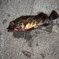 コスモ　ガジラ昨年より型が小さい