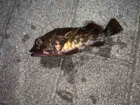 コスモ　ガジラ昨年より型が小さい