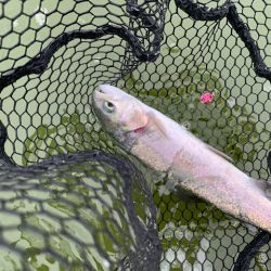 岸和田フィッシングパーク 3桁