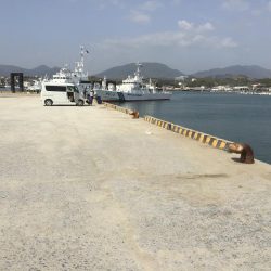 良型コノシロ10匹