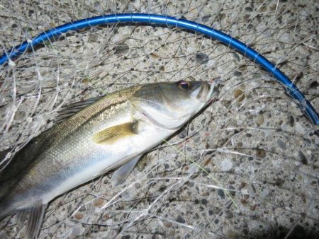 久しぶりの釣果！