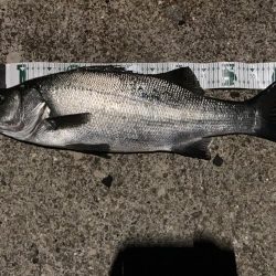 A.P.P フィッシングガイドサービス 夜釣りチェックへ!