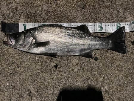 A.P.P フィッシングガイドサービス　夜…