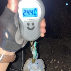 【２キロアップ】春イカエギングでアオリイカ