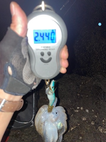 【２キロアップ】春イカエギングでアオリイカ