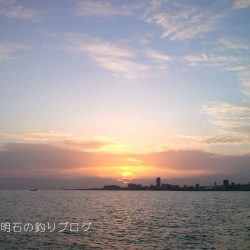 チヌ狙いで何故かサヨリ！