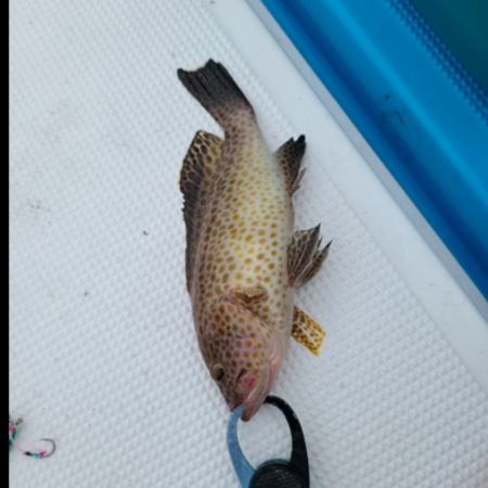 ほんまなんなん！