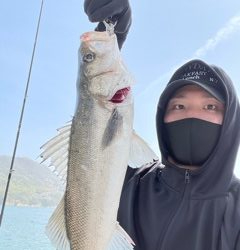 ズズキ・鯛・アコウ・ヒラメ