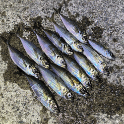 爆風島アジング