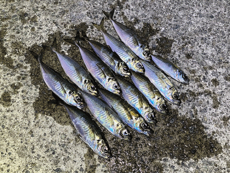 爆風島アジング