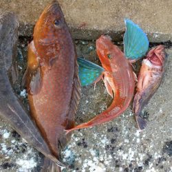 近海手漕ぎゴムボート