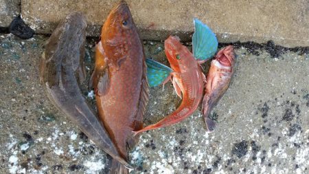 近海手漕ぎゴムボート