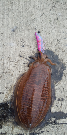 小潮コウイカ釣り