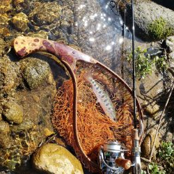 サクラ人多くて投げれず渓流へ