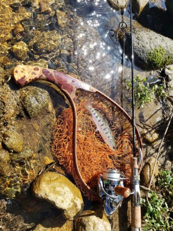 サクラ人多くて投げれず渓流へ