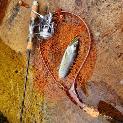 放流あったみたいです