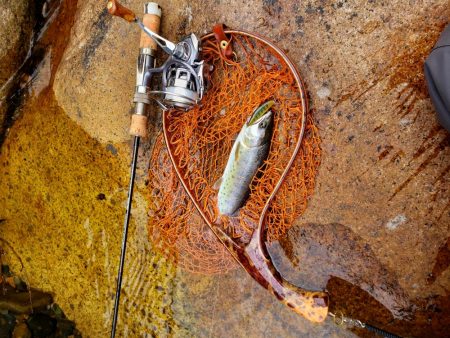 放流あったみたいです