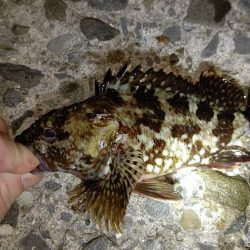 釣りデビュー　１２０日　ちょっとシーズンが近くなってきたかも