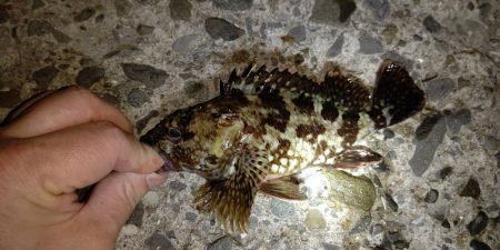 釣りデビュー　１２０日　ちょっとシーズンが近くなってきたかも