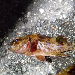 ちょっと渋かっったです