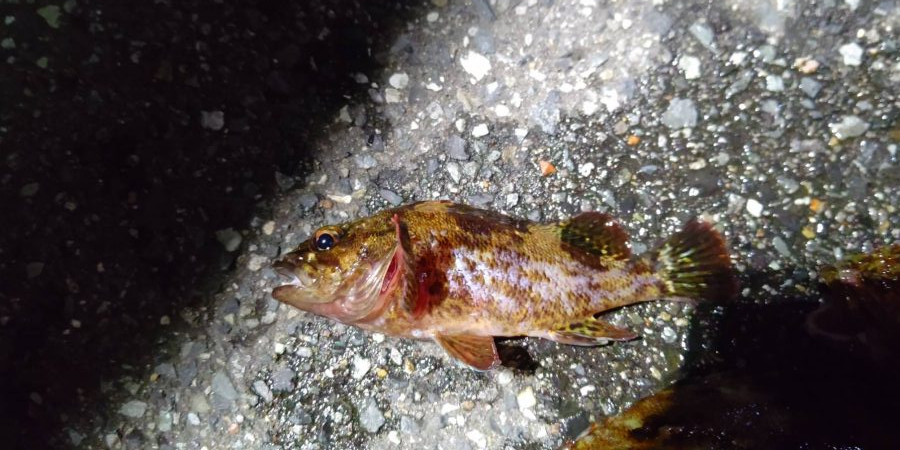 ちょっと渋かっったです