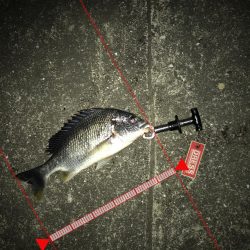 西宮キビレゲーム