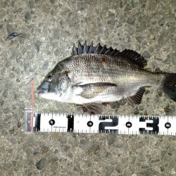 ハイシーズンの尺メバル