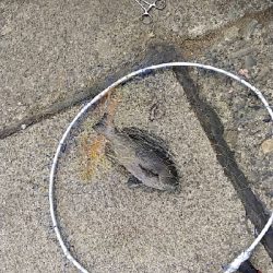 のっこみクロダイ