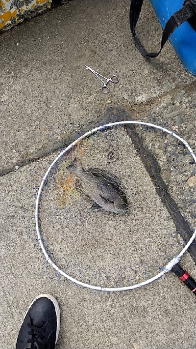 のっこみクロダイ