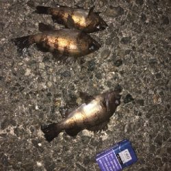 強風小雨中潮短時間メバリング