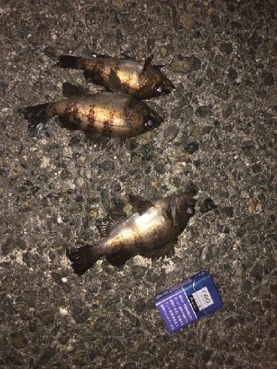 強風小雨中潮短時間メバリング