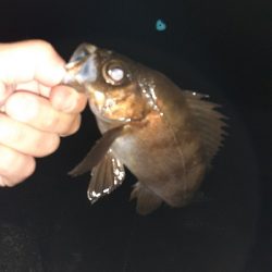 メバル好調です!