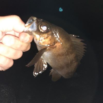 メバル好調です!