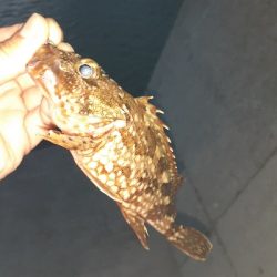 メバリングのはずが！