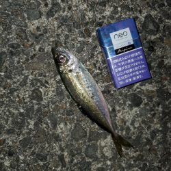 中潮微風〜強風メバリング