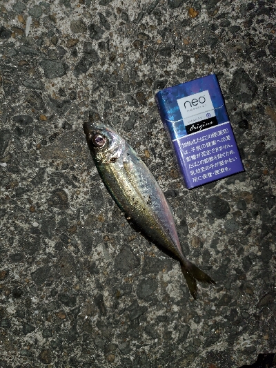 中潮微風〜強風メバリング