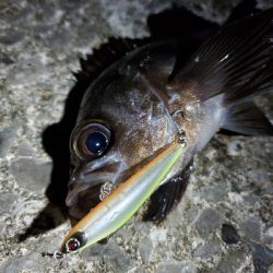 今年はなかなか型を出せない