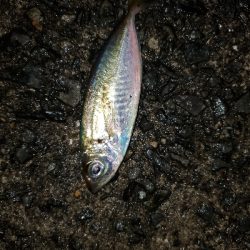 中潮大当り？メバリング