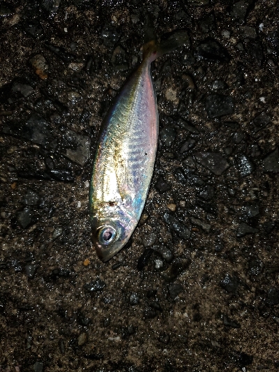 中潮大当り？メバリング