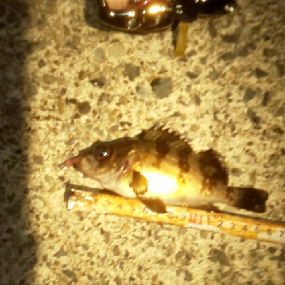 人混み避け甲烏賊の群れ