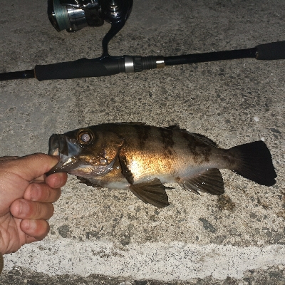 いつものメバル調査