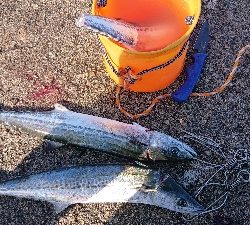 鰆のシーズン堪能