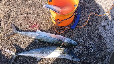 鰆のシーズン堪能