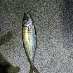 ホタルイカ惨敗…でも、…