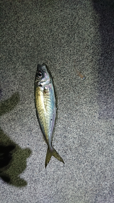 ホタルイカ惨敗…でも、…