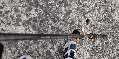 衝撃のチャイロマルハタ