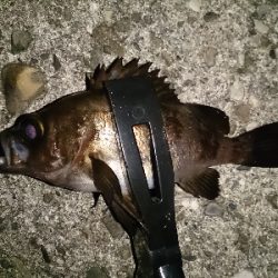 アジ見つけられず