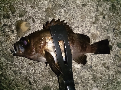 アジ見つけられず