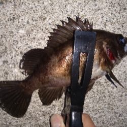 アジ見つけました